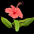 Vibrant Red Hibiscus Flower With Lush Green Leaves On Black Background