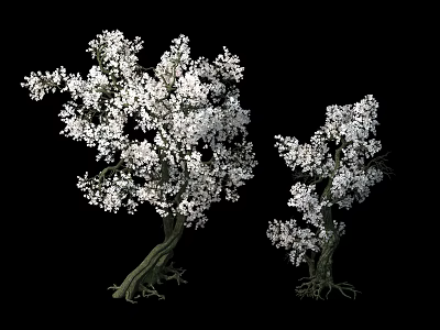 Blooming Arbor Trees Featuring White Flowers On Thick Branches And Trunks 3d model