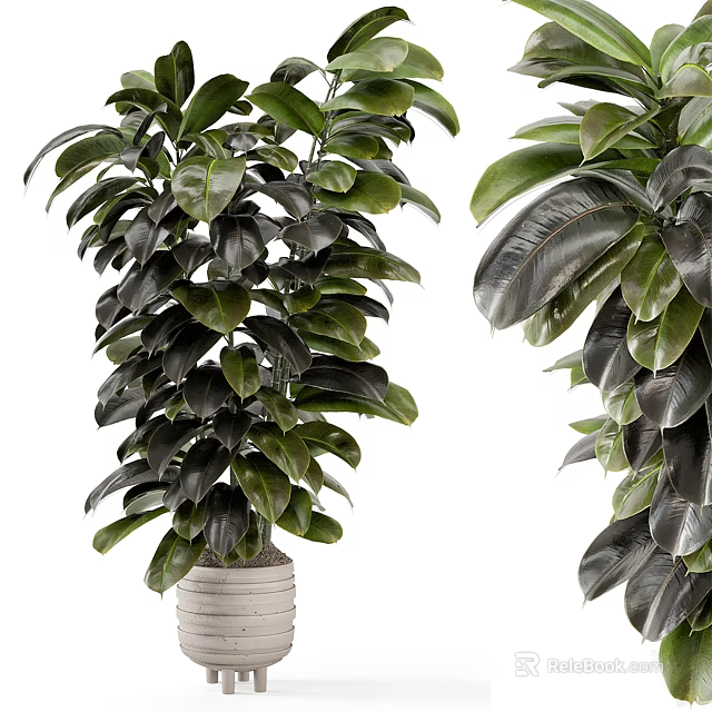 Bonsai Potted Plants With Lush Green Broad Leaves And Different Shapes In White Pots 3d model 