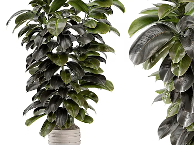 Bonsai Potted Plants With Lush Green Broad Leaves And Different Shapes In White Pots 3d model