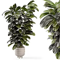 Bonsai Potted Plants With Lush Green Broad Leaves And Different Shapes In White Pots