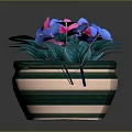 Potted Plant With Pink And Blue Flowers Green Leaves In Striped Pot