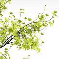 Tall Arbor with Lush Green Leaves and Person Silhouette in Natural Setting