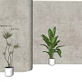 Modern Indoor Potted Plants With Green Leaves In White Ceramic Pots On Wooden Floor