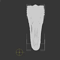Detailed Reptile Skull Anatomical Structure With Sharp Teeth And Fossil Features