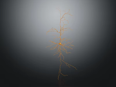 Modern Blood Vessel Distribution Blood Vessel Anatomical Organs Human Organs 3d model