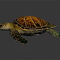 Vibrant Sea Turtle With Orange Black Patterned Shell And Yellow Spotted Head