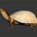 Turtle Cartoon Turtle Snapping Turtle Chickbill Turtle Reptile Cold Blooded Animal Reptile Class 3d model