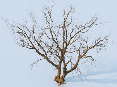 Leafless Arbor With Thick Trunk And Bare Branches Against Light Blue Background 3d model