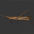 Detailed Brown Grasshopper Isolated on Gray Gradient Background with Reflection