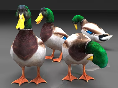 Four Flying Ducks With Green Heads Brown And White Bodies Standing On Gray Surface 3d model
