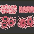 Detailed Organ And Hair Structure With Microscopic Cells And Tissue Components