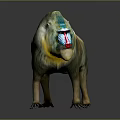 Colorful Mandrill with Blue and Red Facial Markings and Tawny Fur in 3D Rendered
