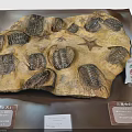 Natural Prehistoric Trilobites and Starfish Fossilized in Ancient Stone Slab