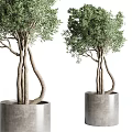 Stylish Indoor Potted Plants With Various Green Foliage And Decorative Concrete Pots