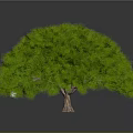 Lush Round Green Well Trimmed Bush Plant On Gray Background View