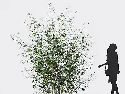 Lush Green Bamboo Plant With Woman Silhouette In Minimalist Scene 3d model
