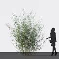 Lush Green Bamboo Plant With Woman Silhouette In Minimalist Scene