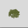 Two Lush Green Leaf Trees with White Trunks Isolated on Black Background
