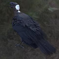 Flying Animal Black Raven With Large Beak And Shiny Feathers Standing On Green Grass Field