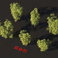 Lush Green Lily Bamboo Plants Showcasing Various Growth Forms And Natural Shapes