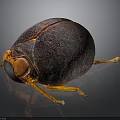 Dark Brown Spherical Beetle With Orange Legs And Shiny Textured Body