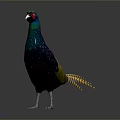 Colorful Pheasant Bird With Vibrant Feathers And Long Tail Standing On Black Background