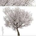 Modern Landscape Trees Poplar Maple Pine Trees Big Trees Tropical Trees 3d model