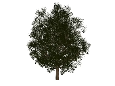 Tall Arbor Tree With Lush Green Foliage And Strong Trunk Structure 3d model