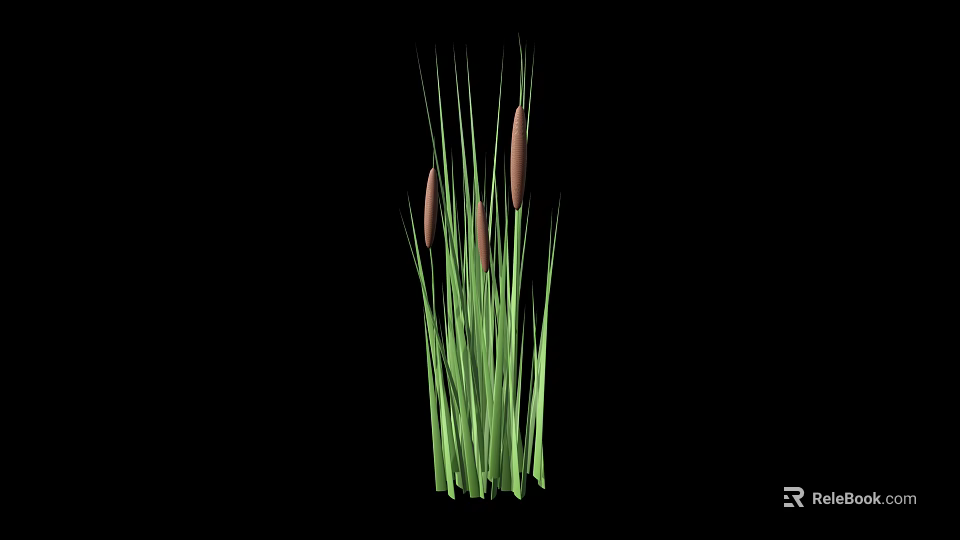 Cattail Plant with Green Stems and Brown Spikes on Black Background 3d model 