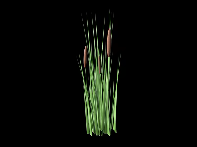 Cattail Plant with Green Stems and Brown Spikes on Black Background 3d model