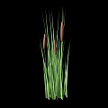 Cattail Plant with Green Stems and Brown Spikes on Black Background