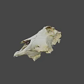 White Animal Skull With Detailed Skeletal Structure On Black Background