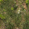 Lush Green Grass With Small Purple Flowers And Moss On Natural Ground