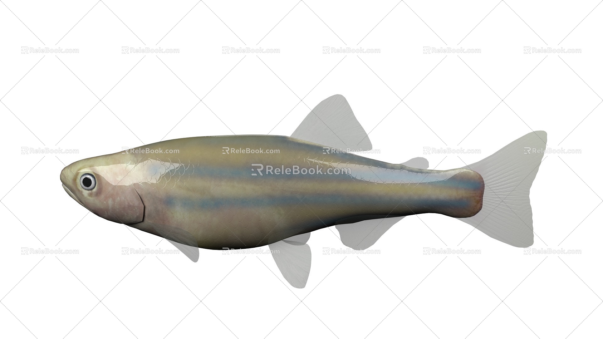 Zebrafish 3d model