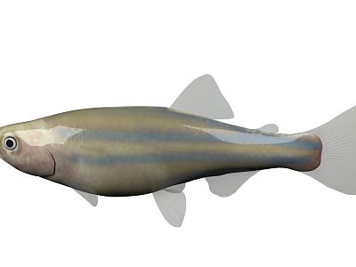 Zebrafish 3d model