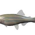 Zebrafish 3d model