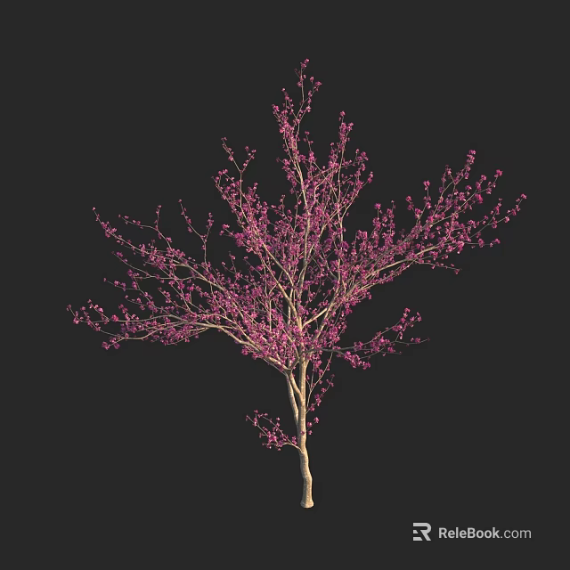 Blooming Ornamental Tree With Pink Flowers Slender Trunk Against Dark Background 3d model 