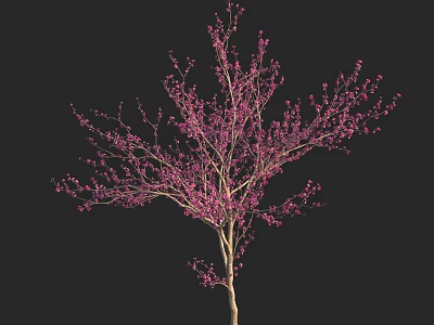 Blooming Ornamental Tree With Pink Flowers Slender Trunk Against Dark Background 3d model