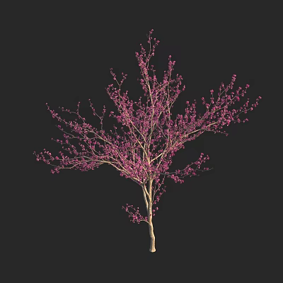 Blooming Ornamental Tree With Pink Flowers Slender Trunk Against Dark Background 3d model