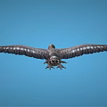 Graceful Large Winged Flying Bird Soaring High In Clear Blue Sky