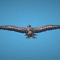 Modern bird cartoon eagle 3d model