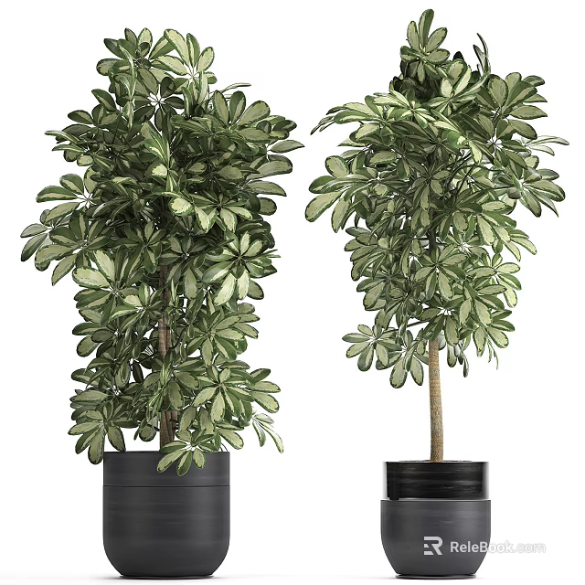 Bonsai Potted Plants With Lush Green Foliage In Black Ceramic Pots For Home Decor 3d model 