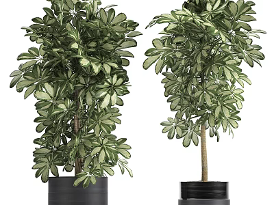 Bonsai Potted Plants With Lush Green Foliage In Black Ceramic Pots For Home Decor 3d model