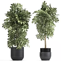 Bonsai Potted Plants With Lush Green Foliage In Black Ceramic Pots For Home Decor