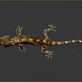 Gecko flying gecko large gecko multiple warts gecko webbed gecko webbed toed gecko reptile 3d model