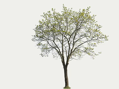 Lush Arbor with Thick Trunk Spreading Branches and Fresh Green Leaves 3d model