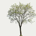 Lush Arbor with Thick Trunk Spreading Branches and Fresh Green Leaves