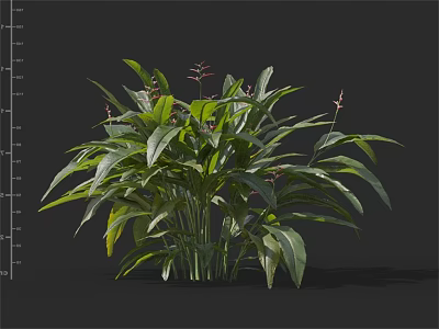 Lush Indoor Tropical Plant With Large Green Leaves And Red Flower Buds 3d model