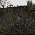 Hillside With Many Tombstones Trees Willow Trees Pavilion And Gray Sky